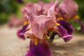 Iris, Kasatik, Cockerel. iris blooms. Closeup of Iris.ÃÂ 